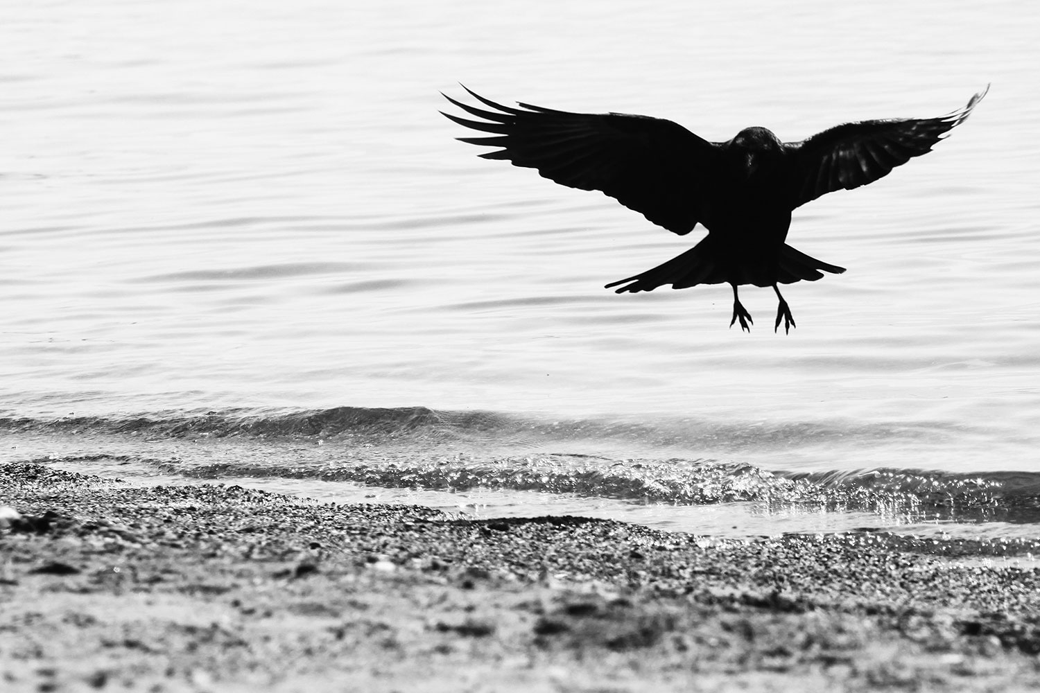 ECHANGE PARIS/BONN : NATURA MORTA